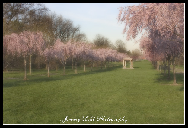 Pink Japanese Cherry Blossom