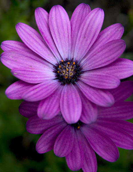 flower1.jpg
