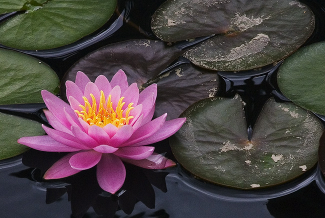 Water-Lily.jpg