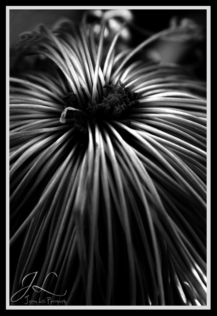 bwflower2.jpg