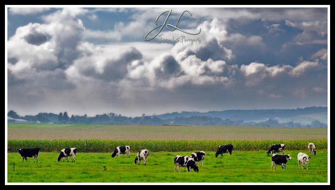 When-the-cows-come-home.jpg