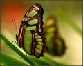 Green Beauty