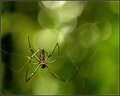 Golden Orb Spider