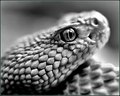 Rattlesnake