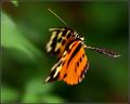 Butterfly in Flight 2
