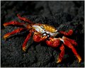 Sally Lightfoot Crab