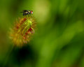 Fly Macro