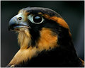 Hawk