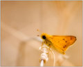 Skipper