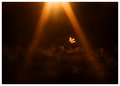 Wings of Light
