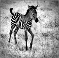 Baby Zebra