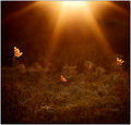 Faeries