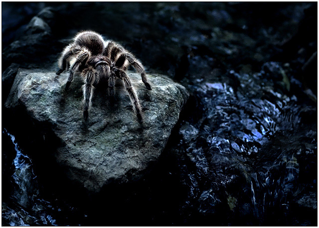 Night Crawler