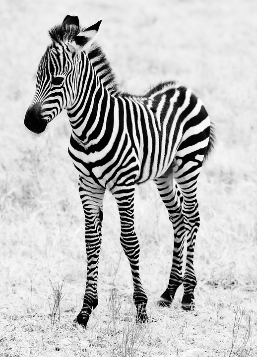 Baby Zebra
