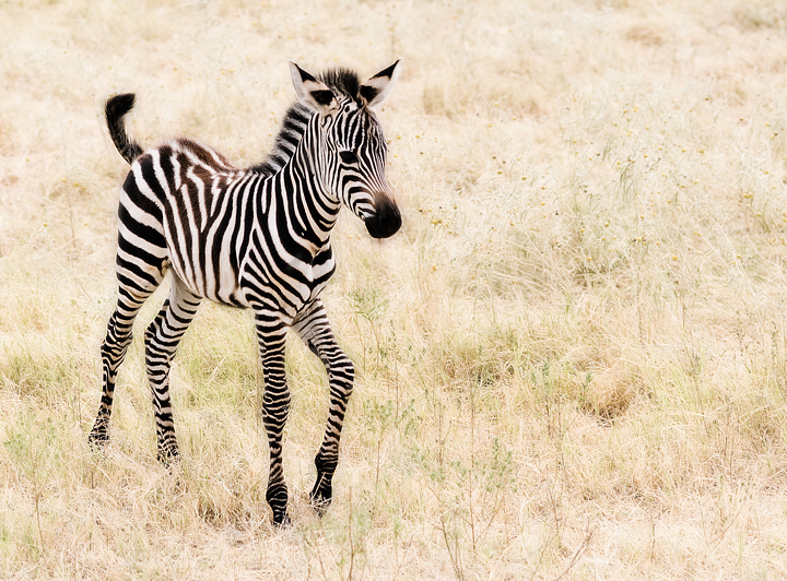 Baby Zebra