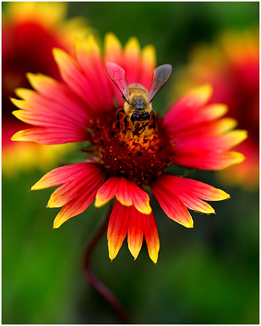 Flower + Bee