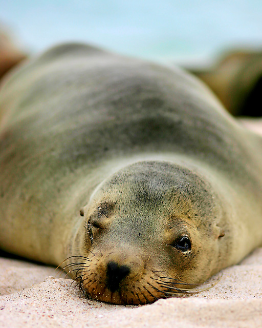 Sea Lion