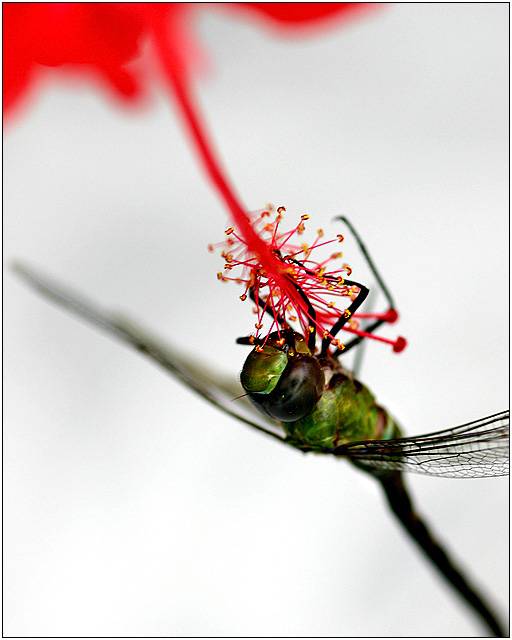 Contemporary Dragonfly