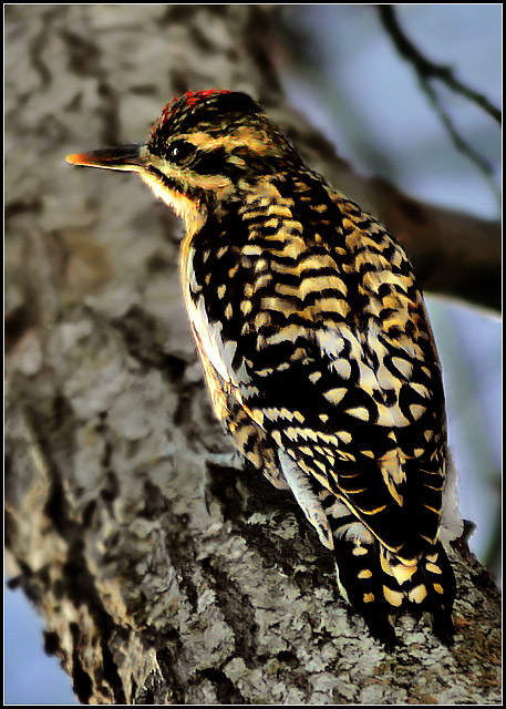 Wood Pecker