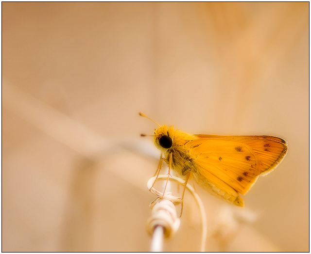 Skipper