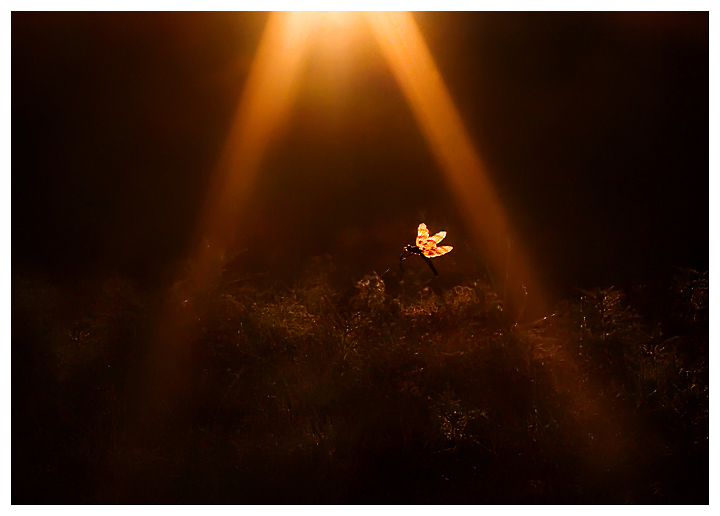 Wings of Light