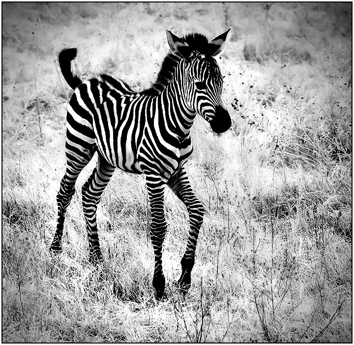 Baby Zebra