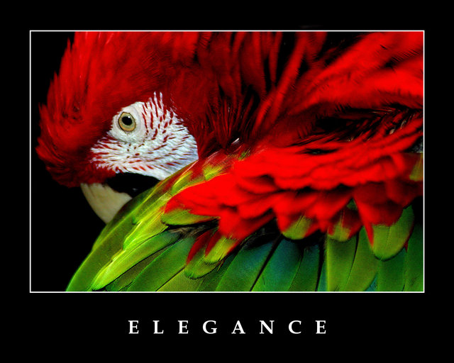 E L E G A N C E