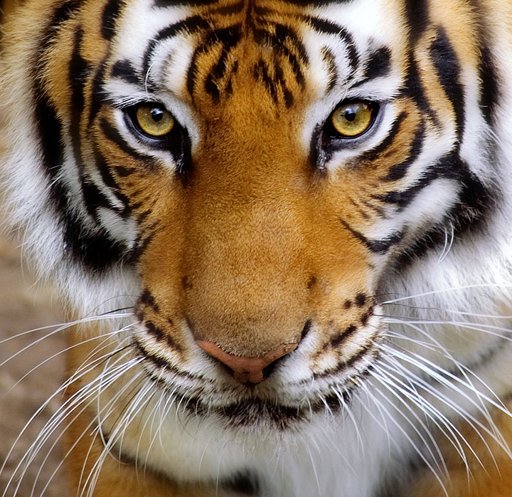 Tiger Close-Up