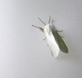 moth.jpg