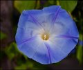 Morning-Glory.jpg