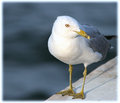 One Eye Gull