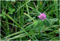 wild_flowers-(14).jpg