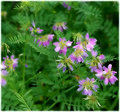 wild_flowers-(26).jpg
