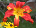 Spider-Lily
