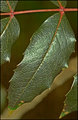 Just-a-Leaf