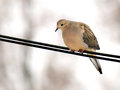 Morning Dove Apr 8 2007