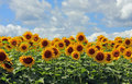 sunflowers_1