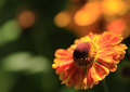 flower_9_a