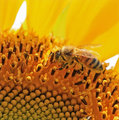 bee_17