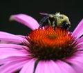 bee_flower_18