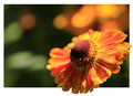 flower_20