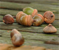 acorns_21