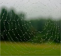 spider_web_22