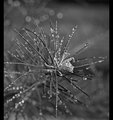 pine_branch_24