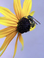 yellow_flower_bee_26