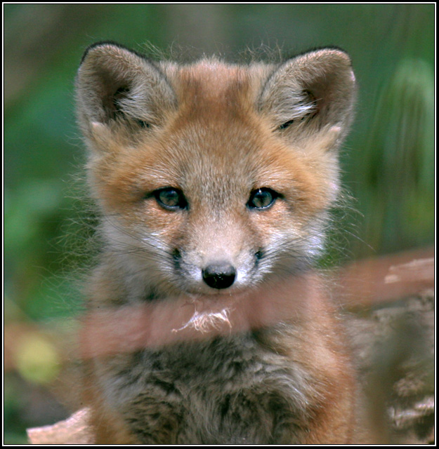 baby-fox-May-05-2007-paris-.jpg