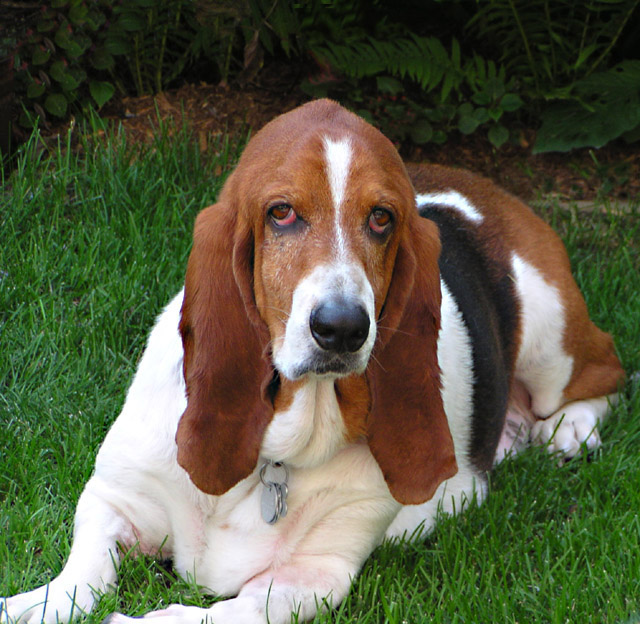 Ollie the Basset Hound.jpg