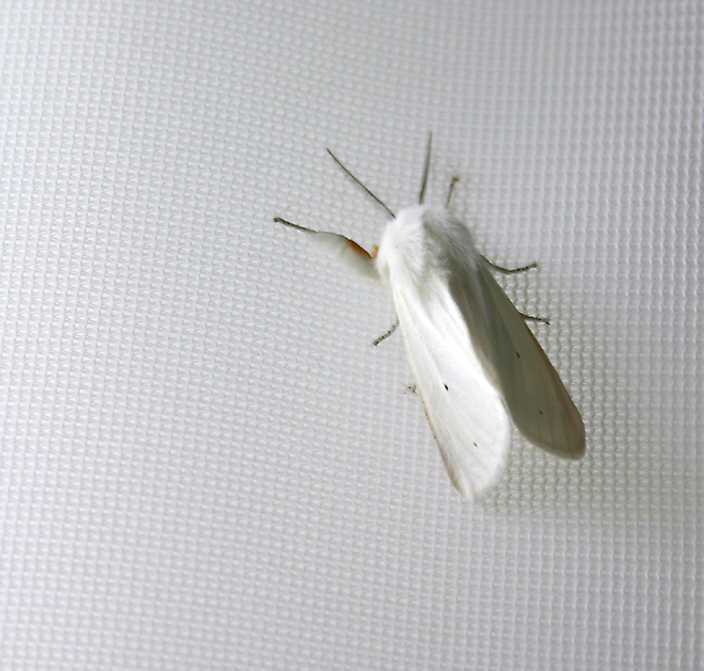 moth.jpg