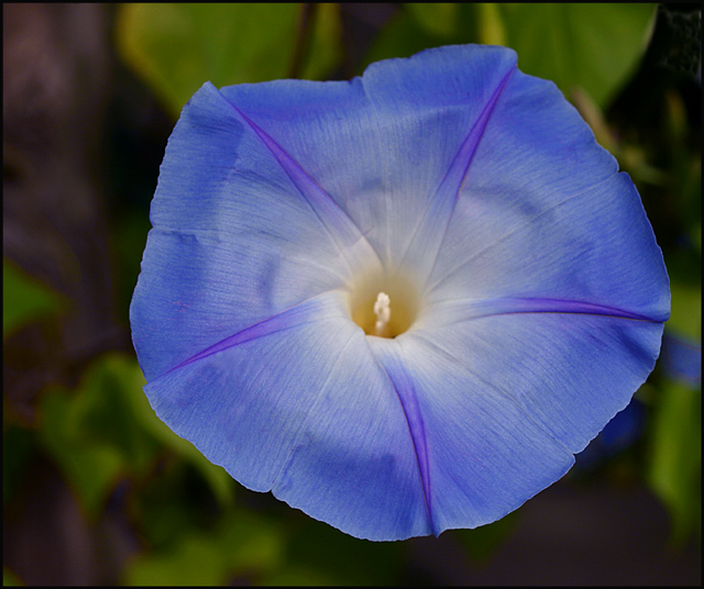 Morning-Glory.jpg