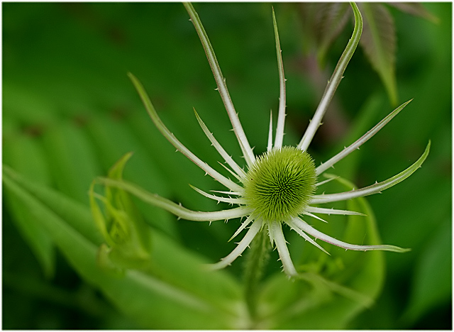 wild_flowers-(15).jpg